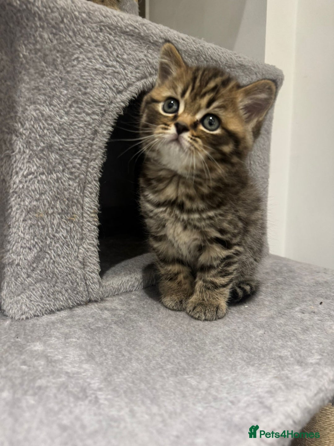 British Shorthair cats for sale: Adorable British Shorthair Male Kittens for Sale. - Advert 12