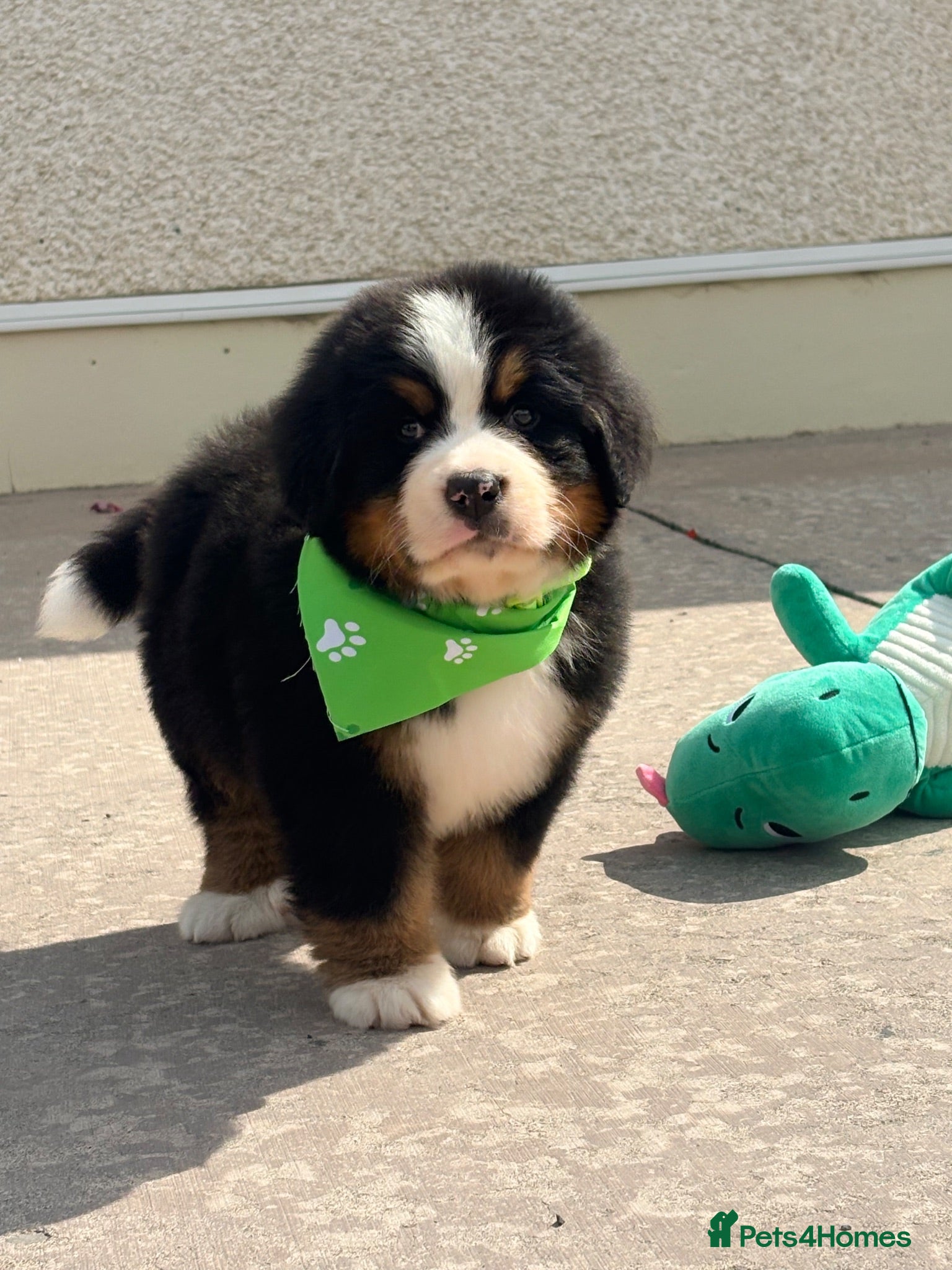 Bernese Mountain Dog dogs Kc Bernese mountain pups  - Advert 2