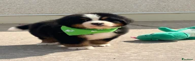 Bernese Mountain Dog 2