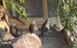 Quail poultry for sale: 2025 pairs of Californian quail, full colour x8 - Image 4