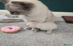 Ragdoll cats for sale: 💙 BLUEPOINT RAGDOLL BOY FOR SALE 💙 - Image 20