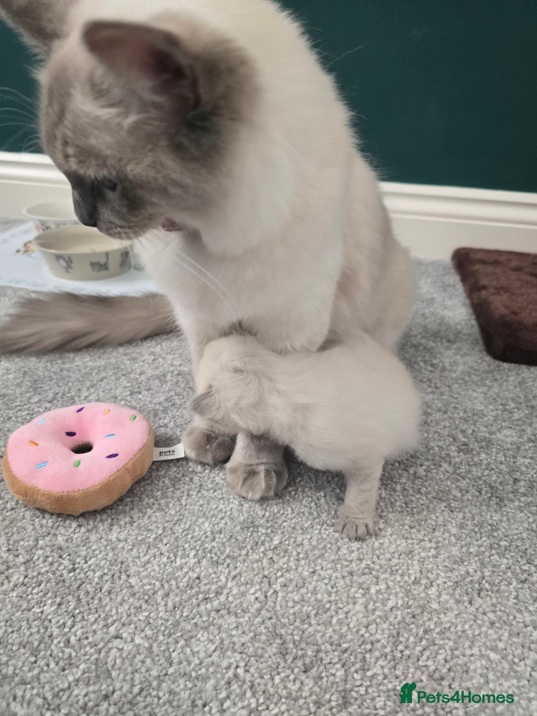 Ragdoll cats for sale: 💙 BLUEPOINT RAGDOLL BOY FOR SALE 💙 - Image 20