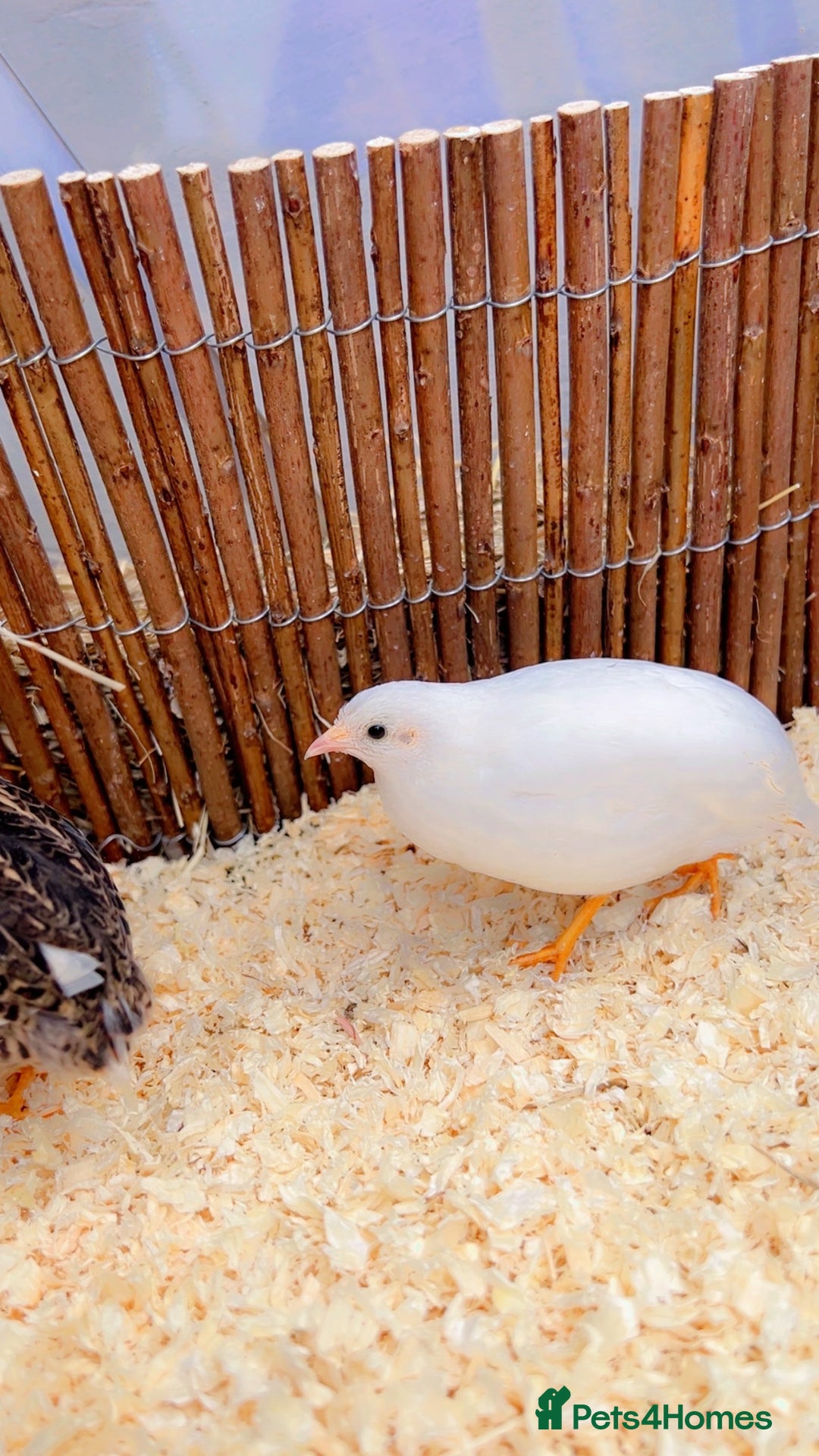 Quail poultry for sale: Chinese painted quail  - Image 4
