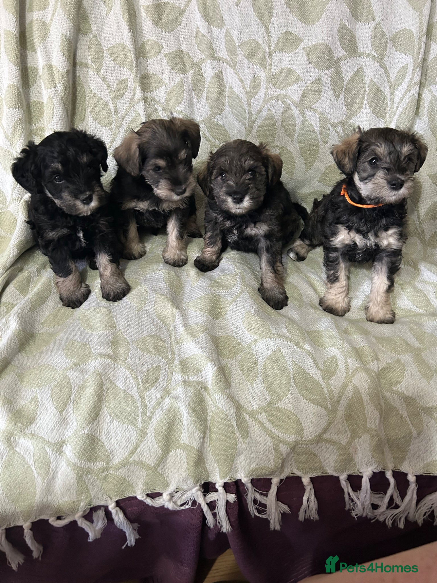 Schnoodle dogs 4 Beautiful loving, schnoodles - Advert 1