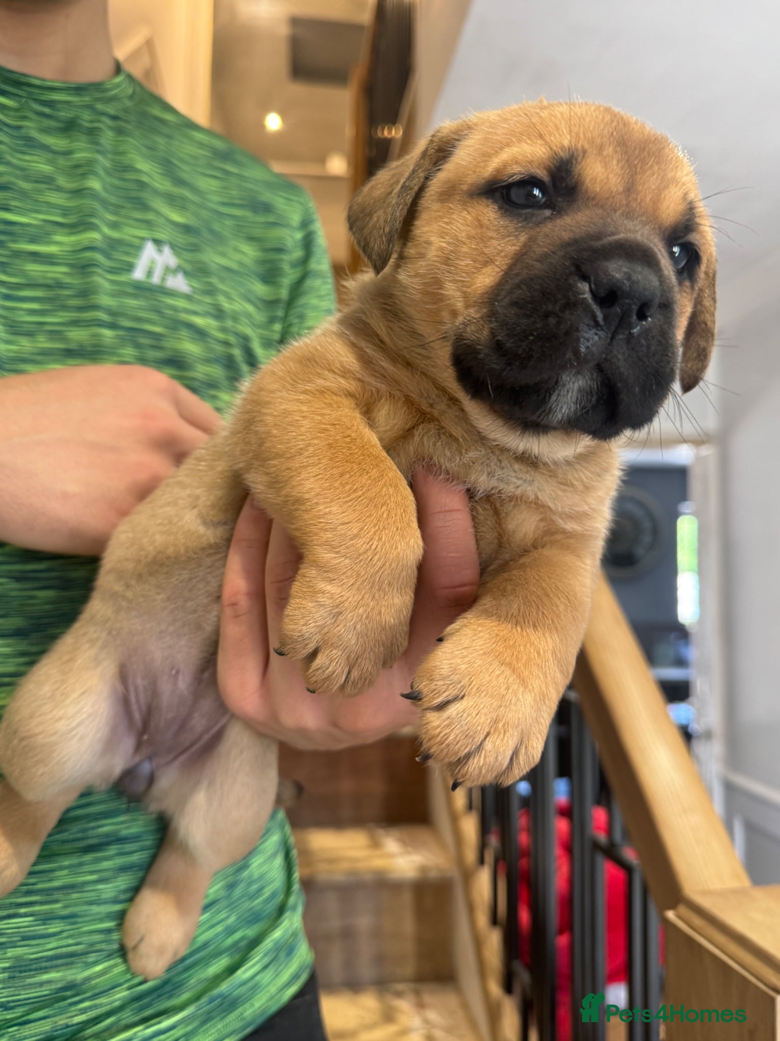 Mixed Breed dogs Rare Crossbreed Bulldog x Belgian Shepherd Puppies - Advert 6