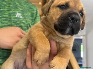 Mixed Breed dogs Rare Crossbreed Bulldog x Belgian Shepherd Puppies - Advert 6
