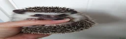 Pygmy Hedgehog rodents for sale: Full pedigree African pygmy hedgehog babies  - Advert 15