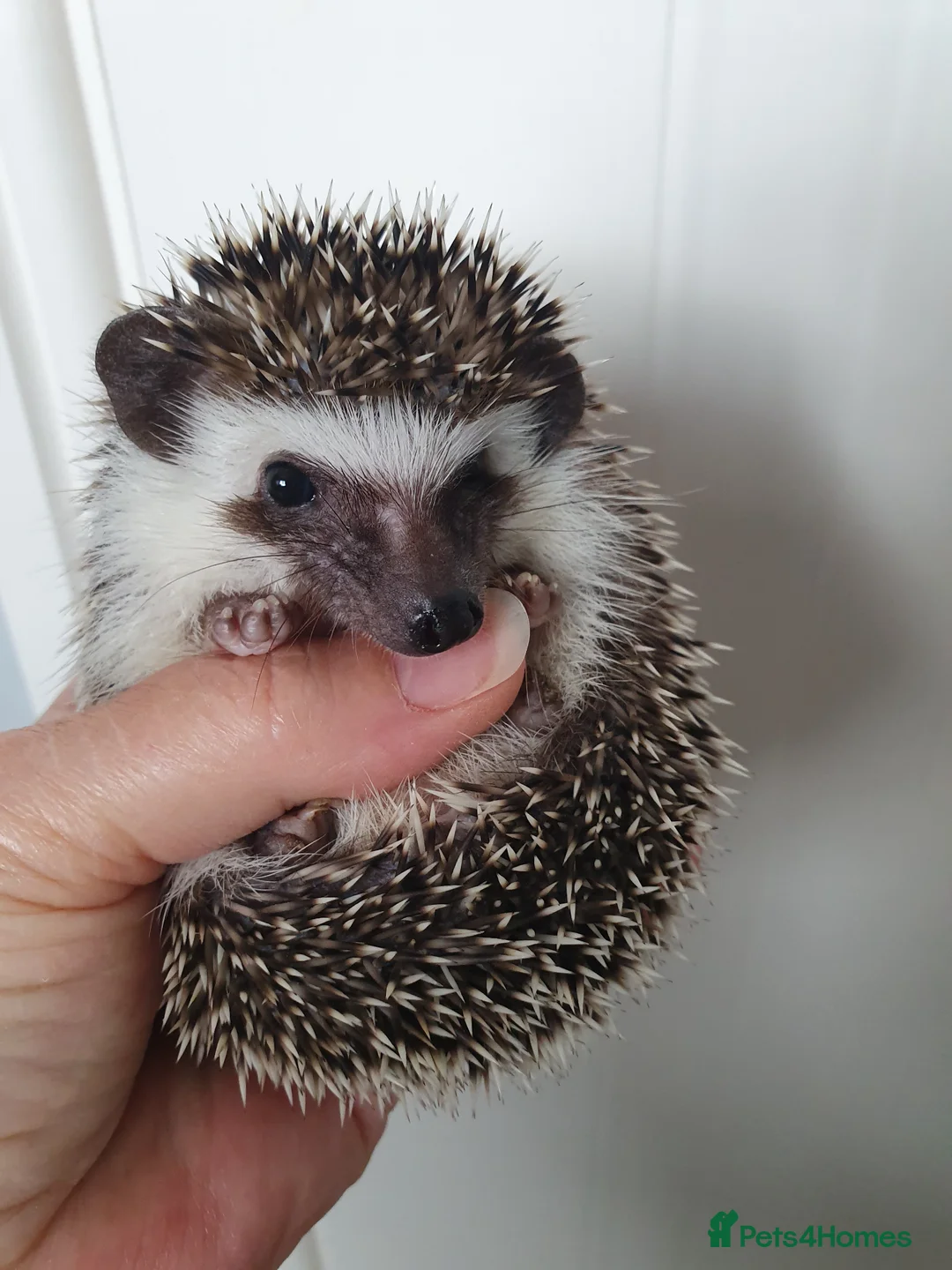 Pygmy Hedgehog rodents for sale: Full pedigree African pygmy hedgehog babies  - Advert 15