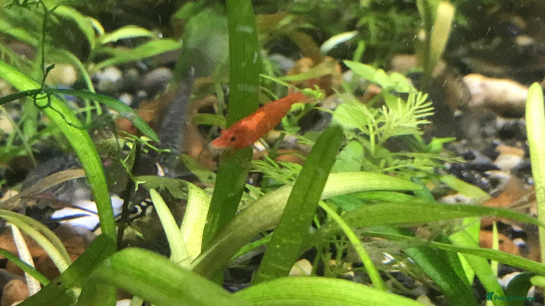 Shrimps fish for sale: freshwater shrimp in assorted colors  - Image 10