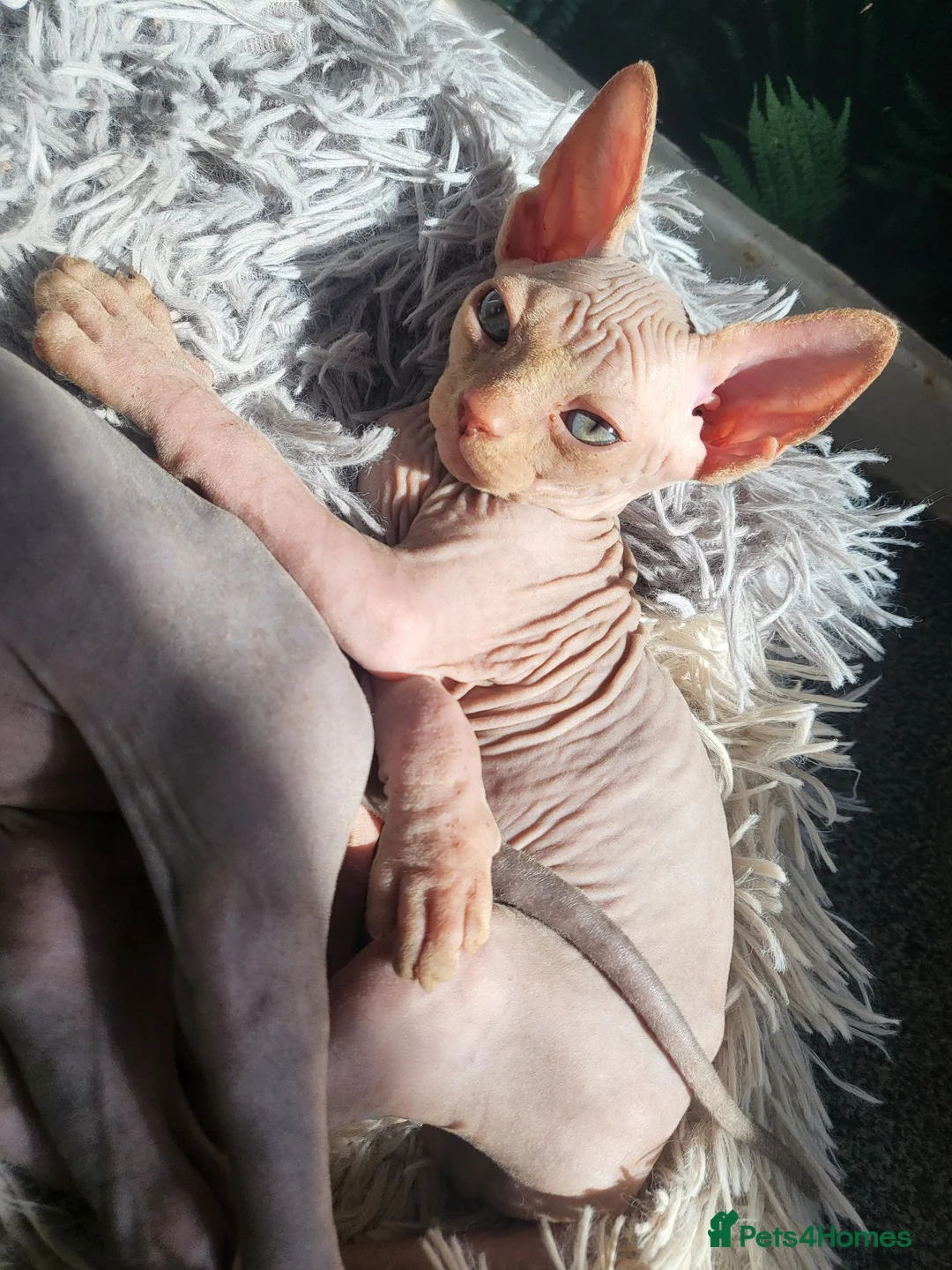 Sphynx cats for sale: Little sweet sphynx boys ready for new home 🐾 - Advert 2