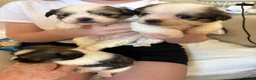 Mixed Breed dogs for sale: Tiny cute fluffy Shih Tzu x jack Russell puppies  - Advert 3