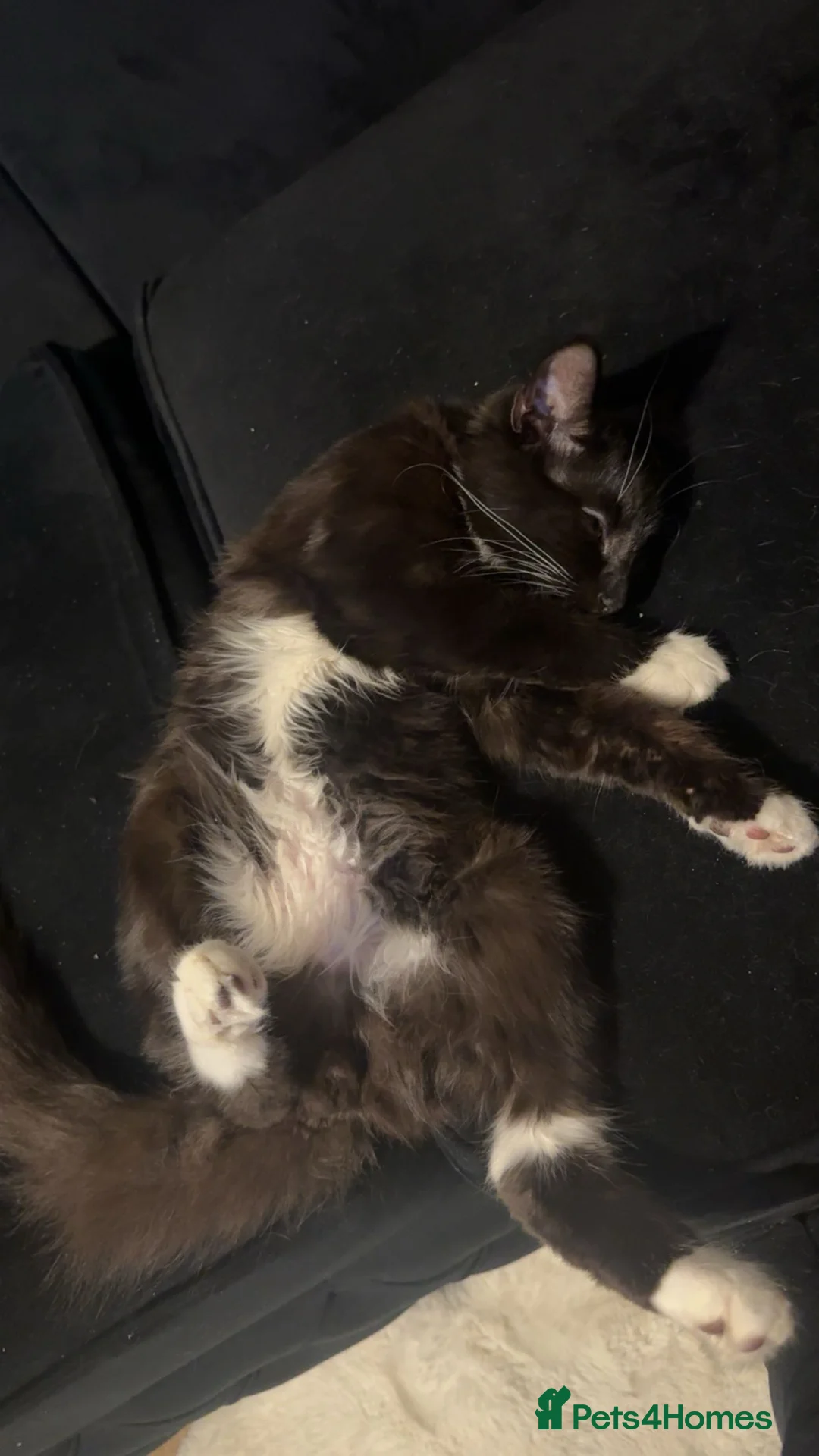 British Longhair cats for sale: British Longhair Black and White Kitten - Advert 3