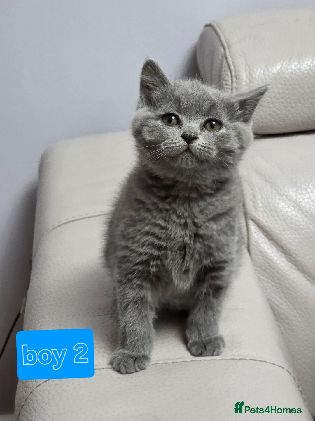 British Shorthair cats for sale: Wonderful british shorthair kitten - Advert 11