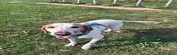 Mixed Breed dogs for adoption: Oscar is ready for his forever sofa! - Advert 7