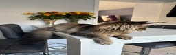 Maine Coon cats for sale: Perfect Maine Coons - Advert 3