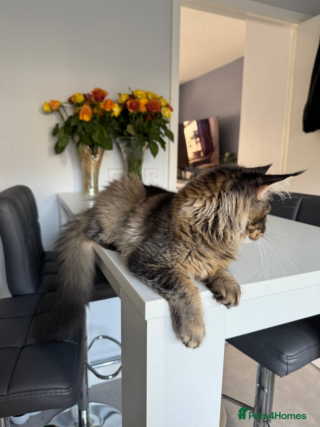 Maine Coon cats for sale: Perfect Maine Coons - Advert 3