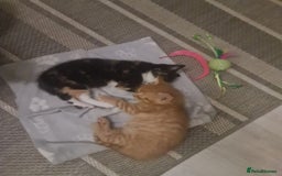 Bengal cats for sale: ** Stunning 😍 2 kittens left ** - Advert 6