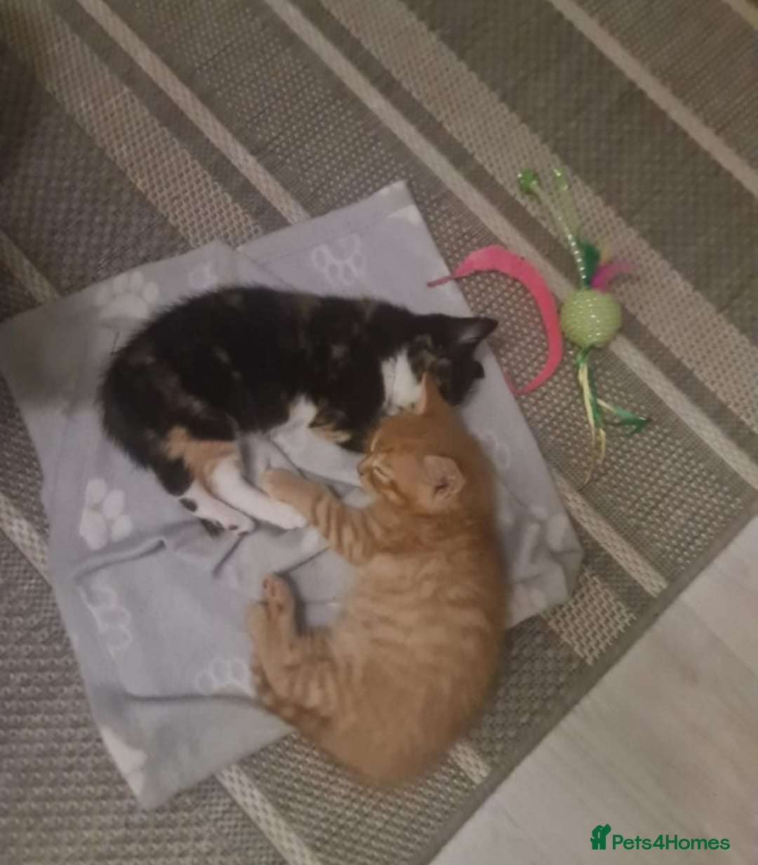 Bengal cats for sale: ** Stunning 😍 2 kittens left ** - Advert 6