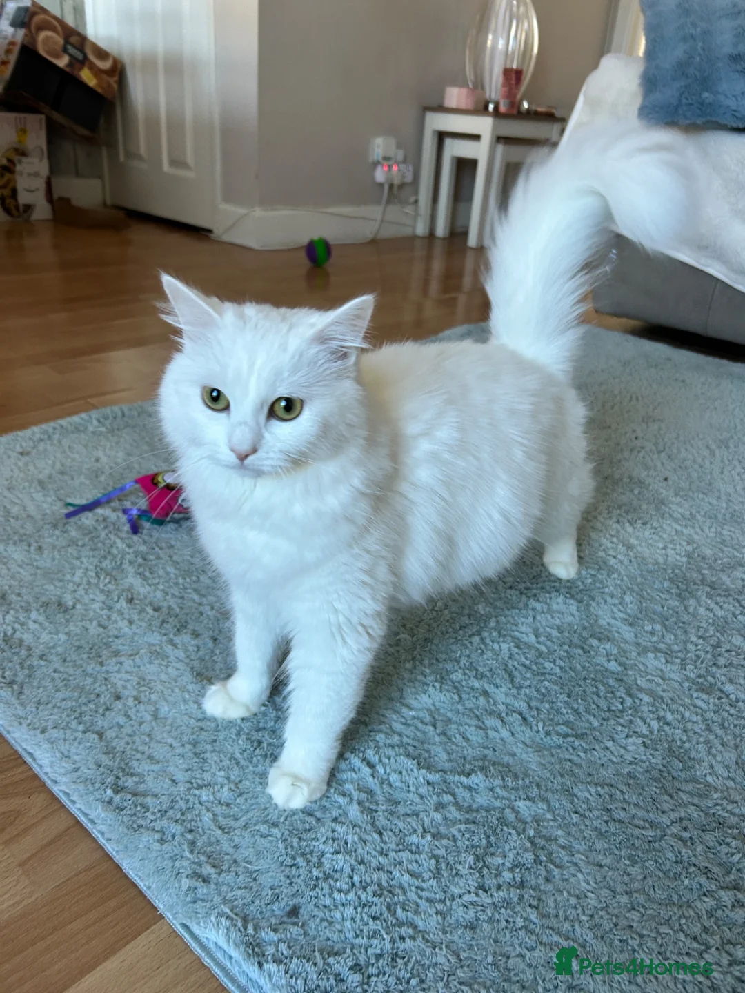 Mixed Breed cats for sale: Stunning pure white Persian cross 2 years old  - Advert 5