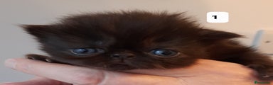 Persian Kitten 1
