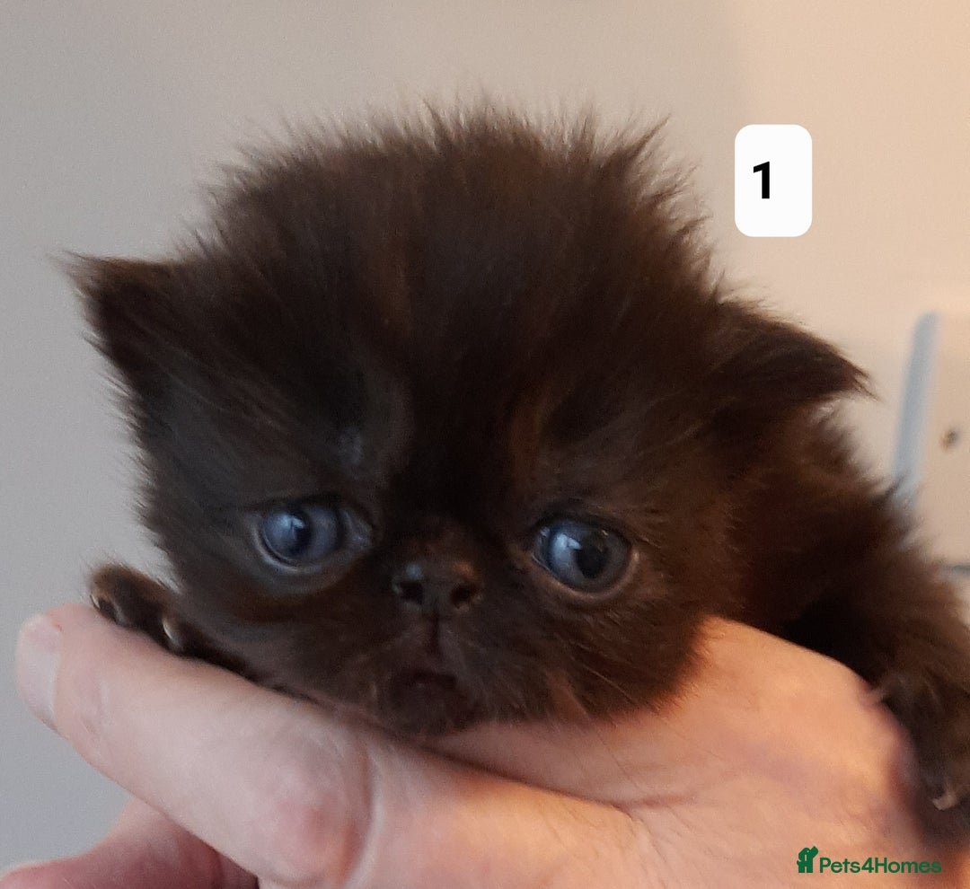 Persian cats for sale: Registered Persian kittens  - Advert 3