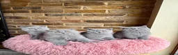 British Shorthair cats for sale: Available Now 💙 GCCF registered BSH Kittens. - Advert 3