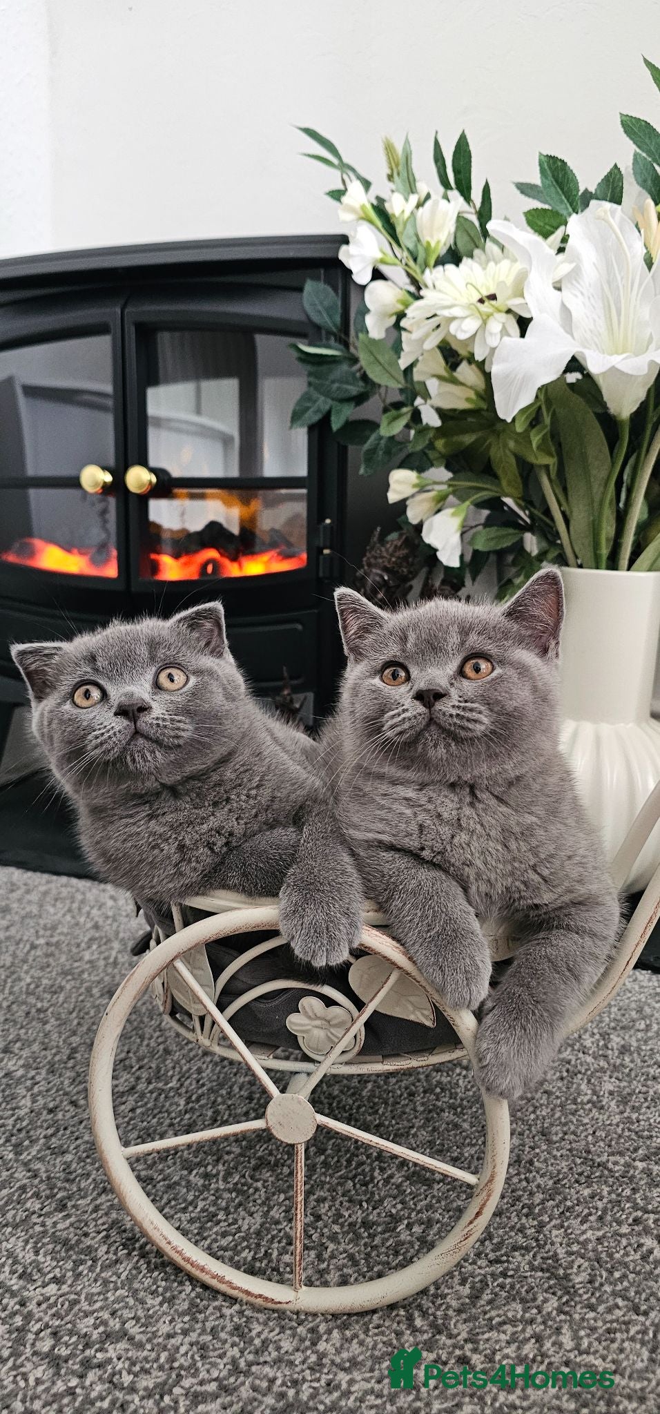 Scottish Fold cats GREAT OFFER! Scottish Fold & Straight Ear Kittens - Advert 2