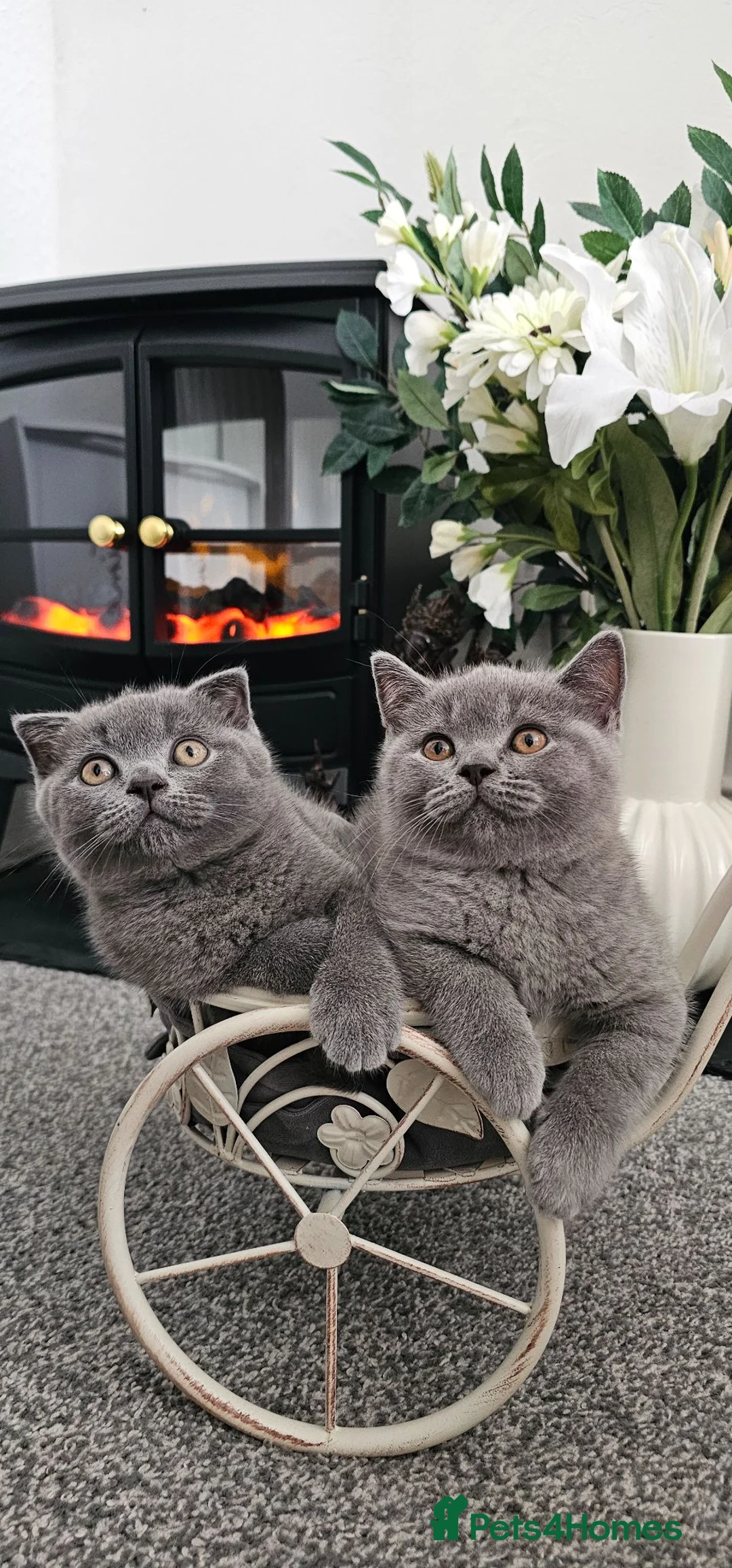 Scottish Fold cats for sale: WEEKEND OFFER!Scottish Fold & Straight Ear Kittens - Advert 2