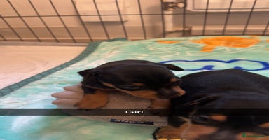 Miniature Pinscher dogs - Advert 6