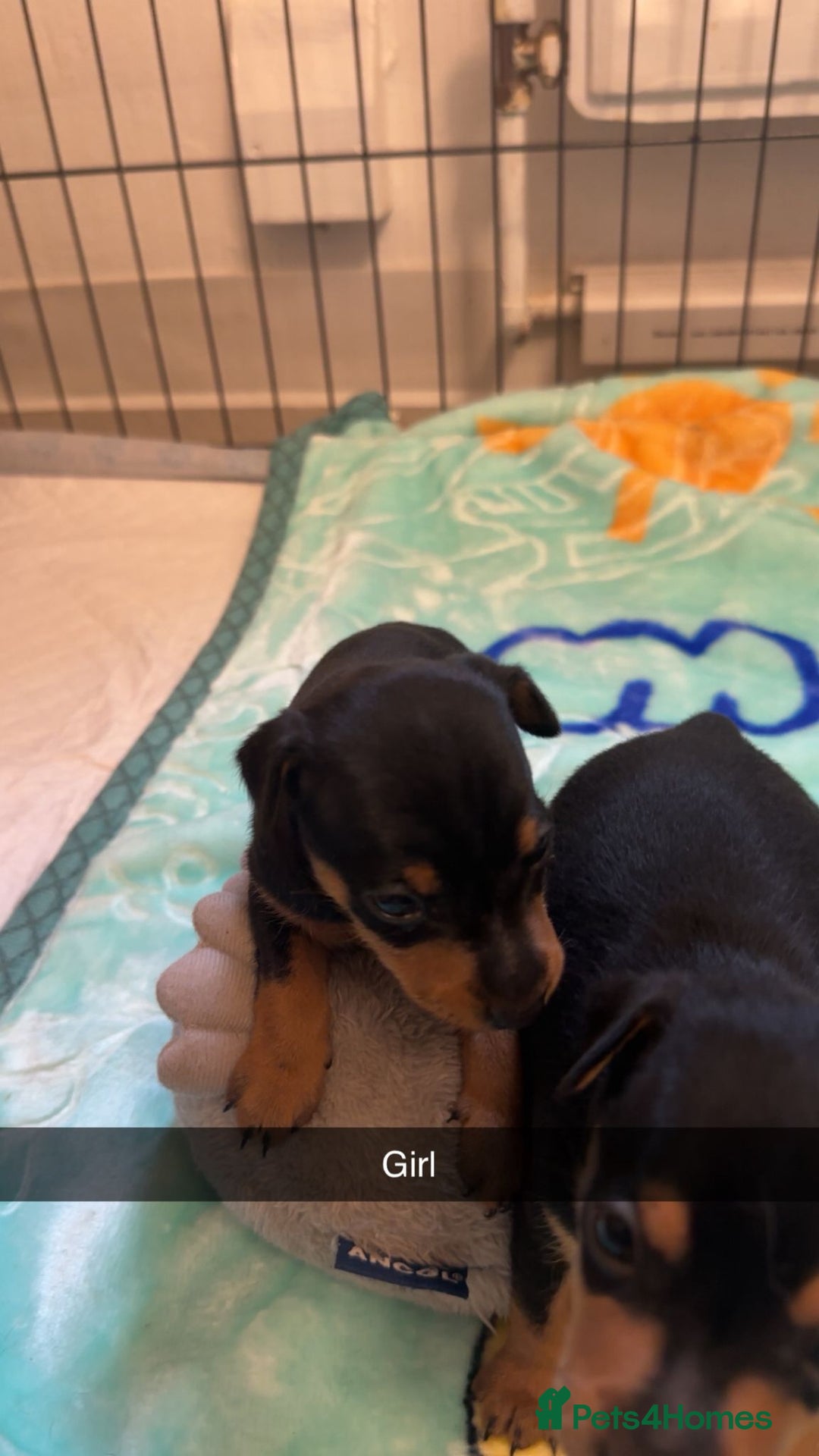Miniature Pinscher dogs for sale: Black and tan mini pins  - Image 2