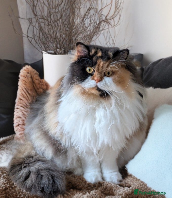 British Longhair cats 🐱💕Unique British Longhair Girl Neutered 🐱💝  - Advert 10