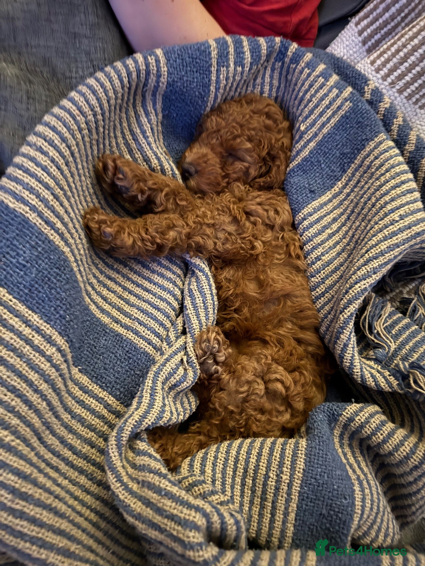 Cockapoo dogs for sale: gorgeous last red girl cockapoo ready for to go  - Advert 15