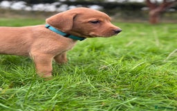 Labrador Retriever dogs for sale: Fox Red Labrador Retrievers - Image 9
