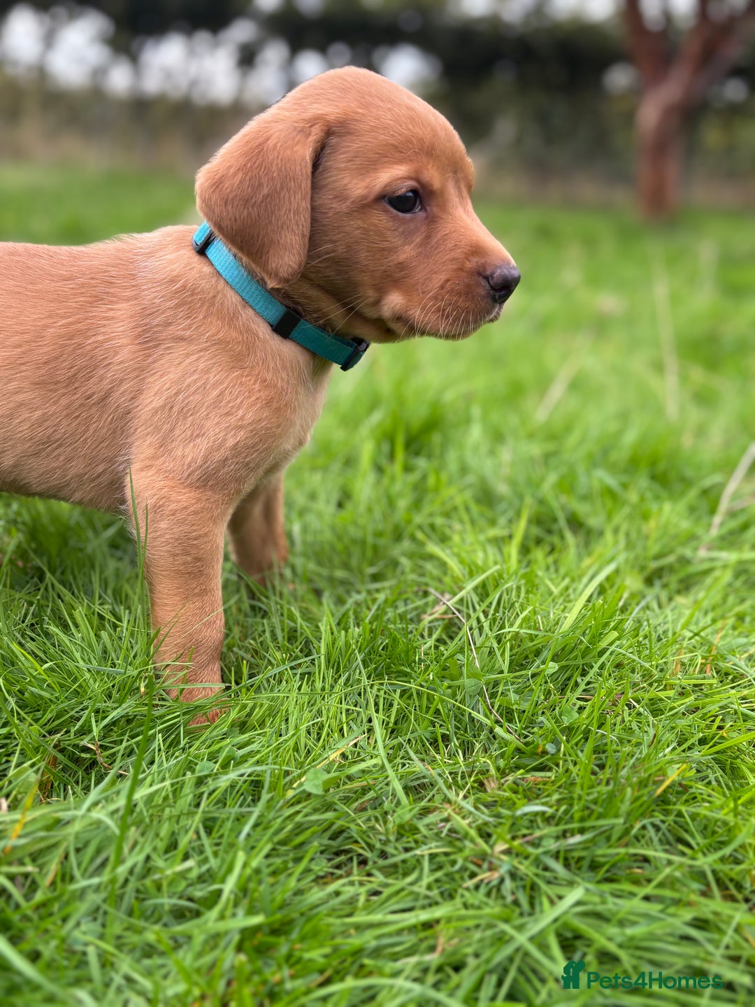 Labrador Retriever dogs for sale: Fox Red Labrador Retrievers - Image 9