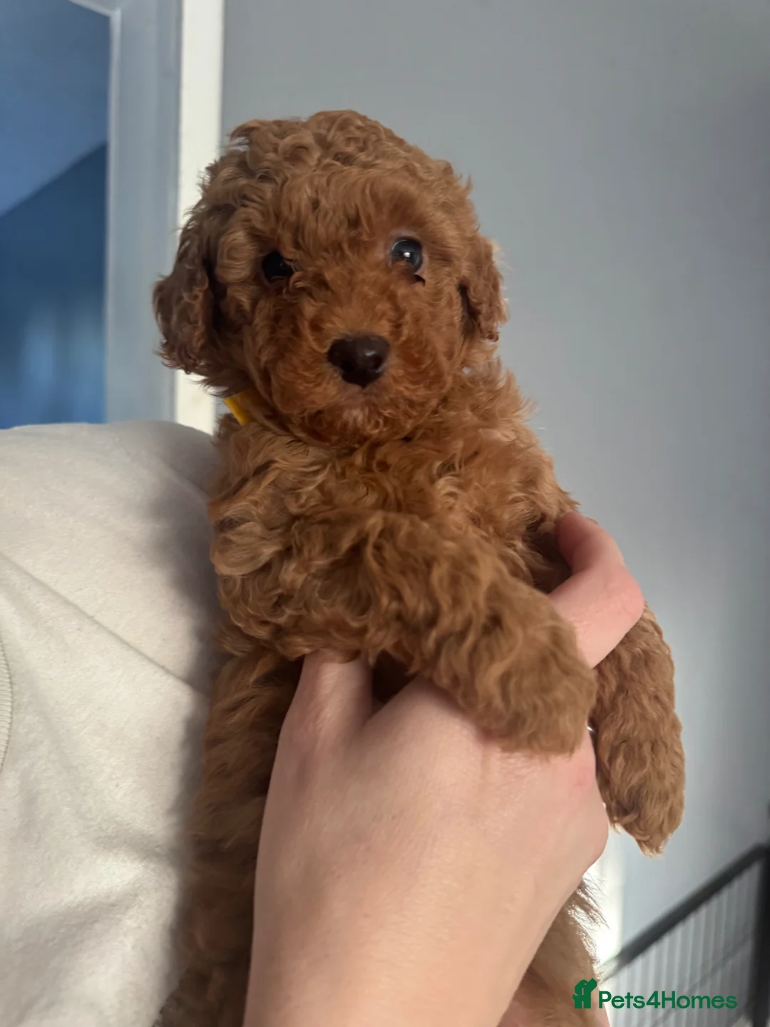 Cavapoo dogs for sale: beautiful stunning Fox Red Cavapoo male pup ready - Advert 1