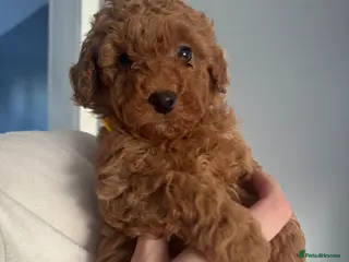 Cavapoo dogs Two beautiful Fox Red Cavapoo pups - Advert 14