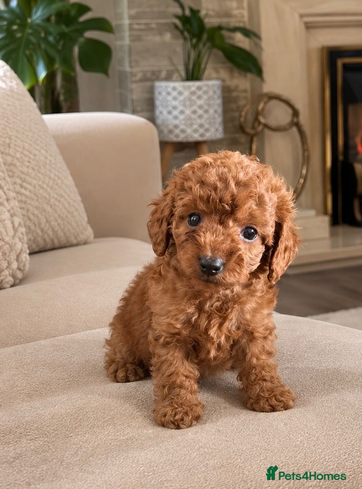 Toy Poodle dogs Beautiful last Toy Poodle/ - Advert 2