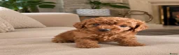Toy Poodle dogs for sale: Fully vaccinated & toilet trained toy poodle pups - Advert 27
