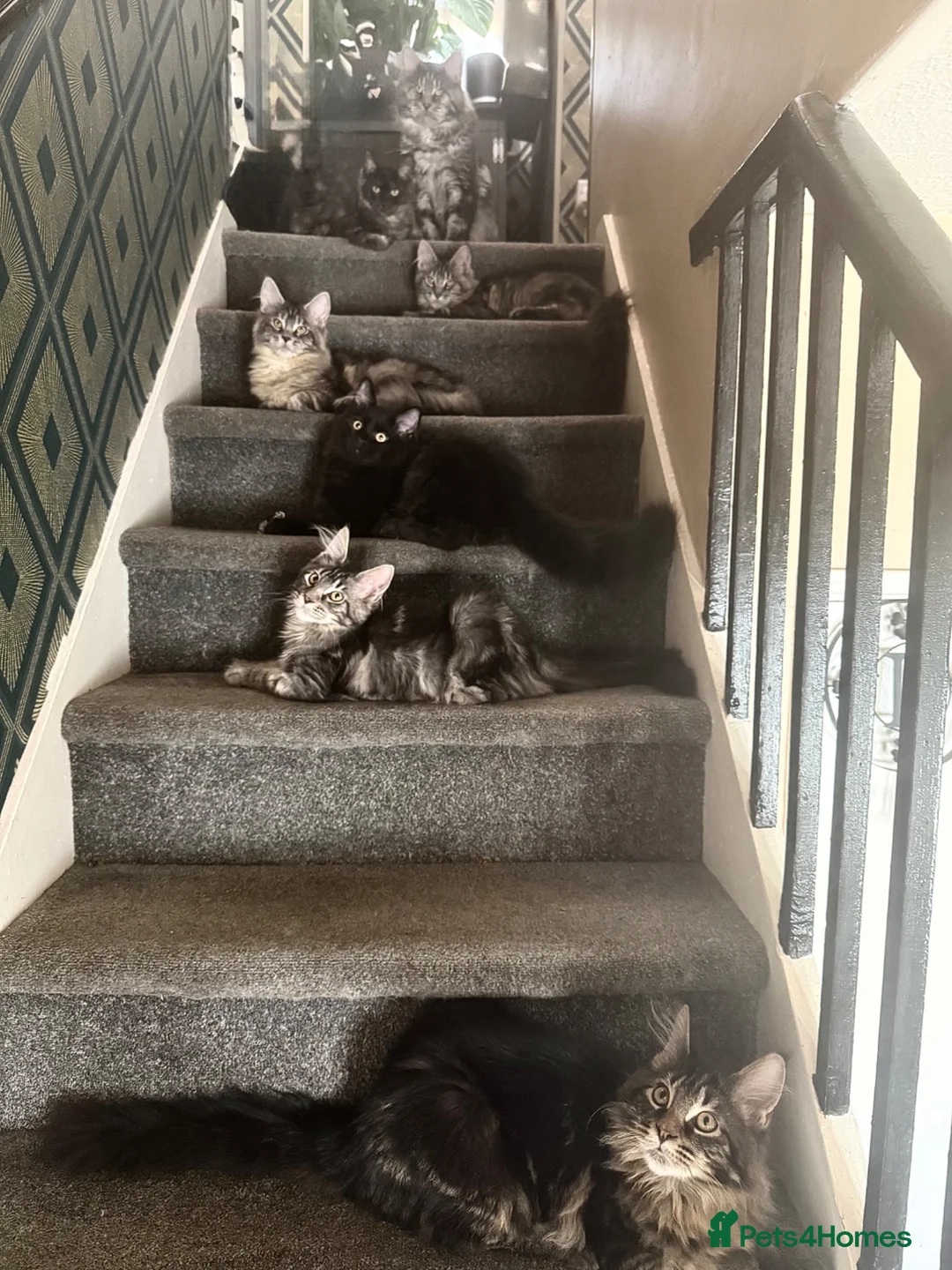 Maine Coon cats for sale: TICA registered European Maine coons  - Advert 2