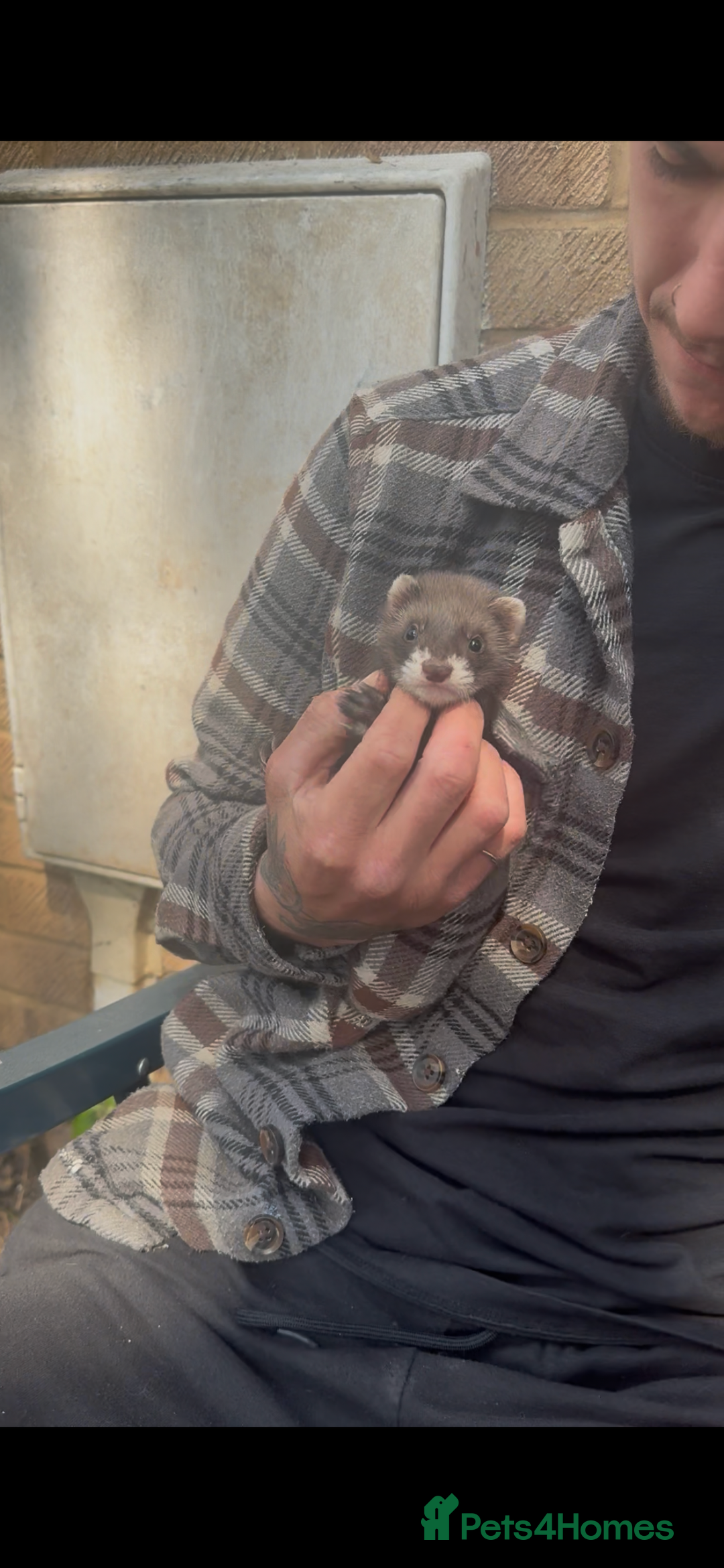 Ferret rodents for sale: Baby ferrets - Image 9