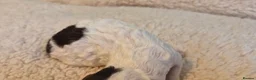 Australian Labradoodle dogs for sale: Australian Labradoodle – Black, Chocolate & Parti - Advert 37