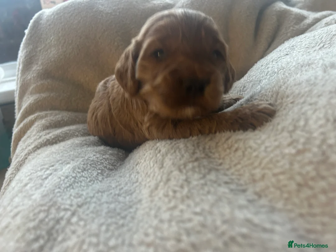 Cockapoo dogs for sale: Stunning cockapoo pups!  - Advert 7