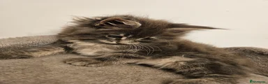 Maine Coon 3