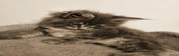 Maine Coon cats for sale: XL Russian main coons in Manchester - Advert 15