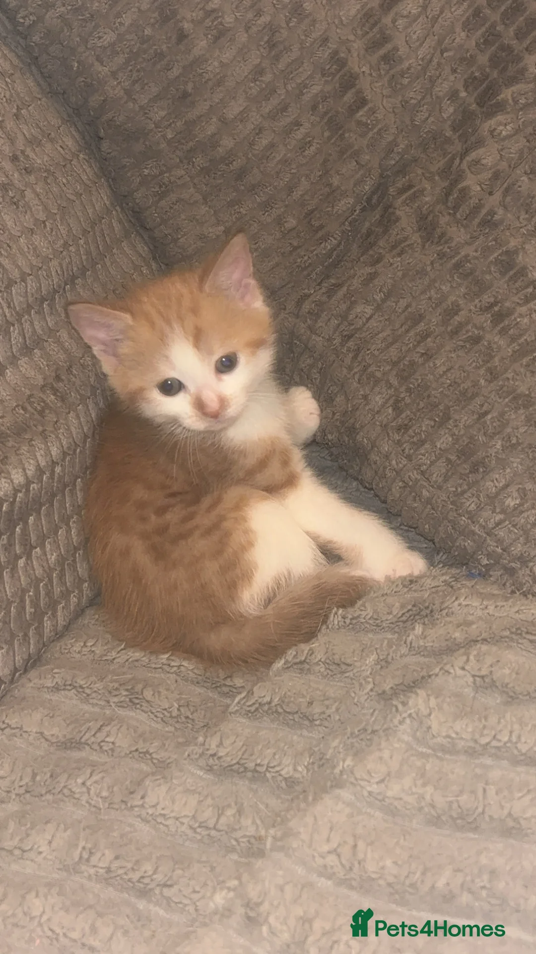 Mixed Breed cats for sale: Calico kittens  - Advert 2