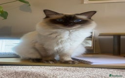 Ragdoll cats for stud: Large Handsome Seal-point Ragdoll Stud in Pudsey - Image 3