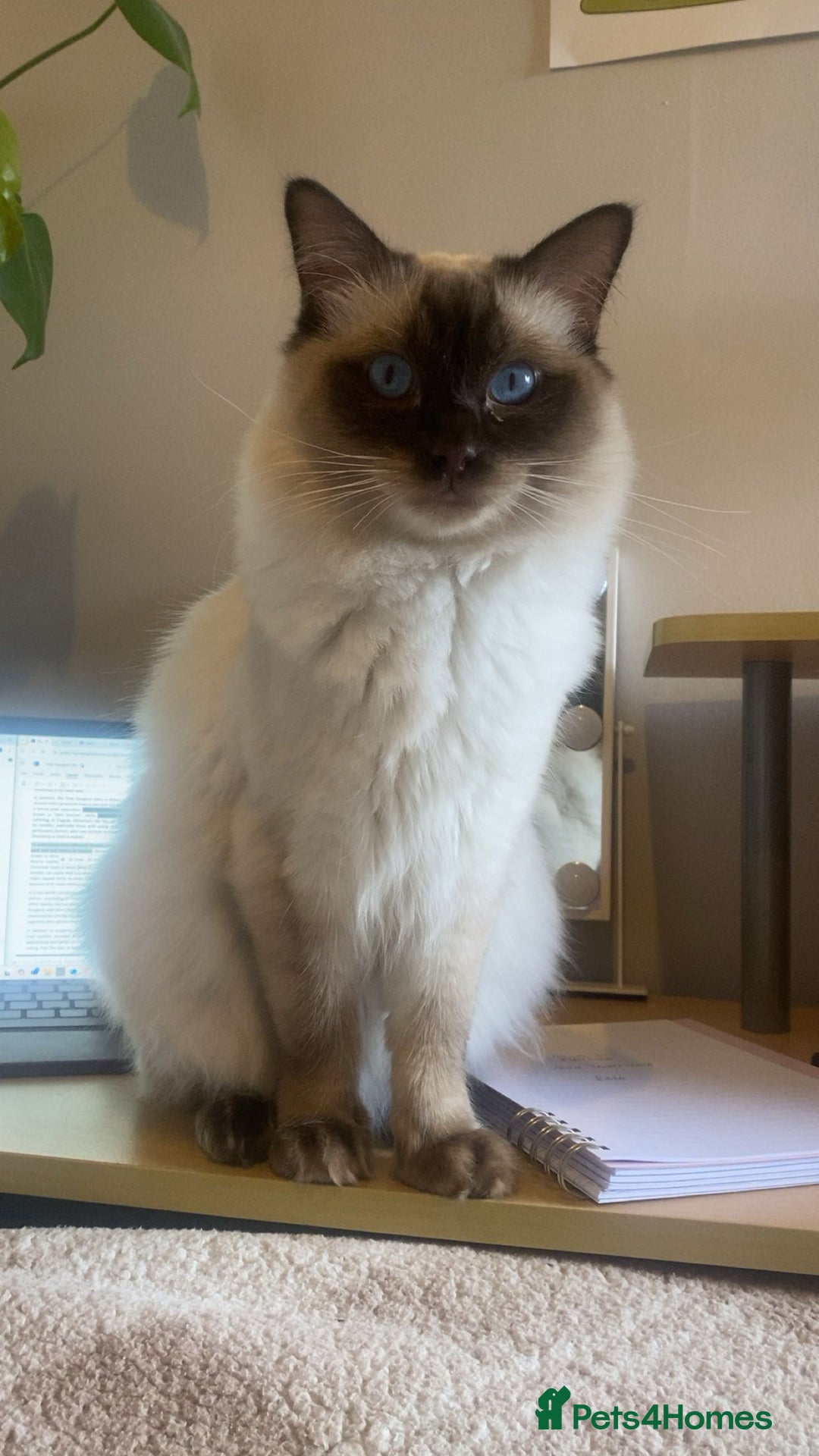 Ragdoll cats for stud: Large Handsome Seal-point Ragdoll Stud in Pudsey - Image 3