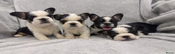 French Bulldog dogs for sale:  **  frenchies - Advert 1