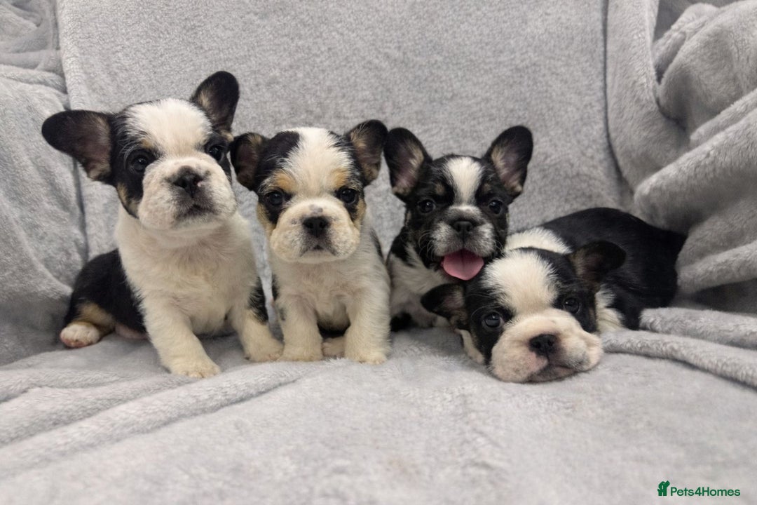 French Bulldog dogs for sale:  **  frenchies - Advert 1