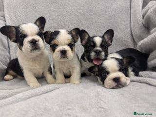 French Bulldog dogs ** frenchies - Advert 4